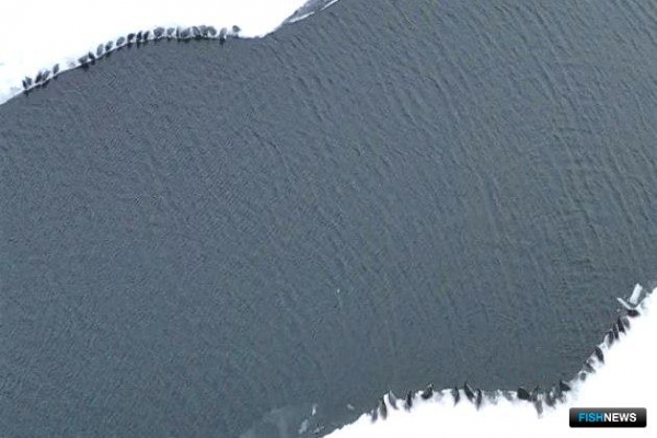 За нерпятами на Байкале приглядывали с неба