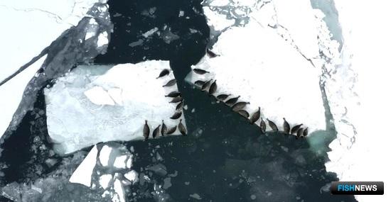 За нерпятами на Байкале приглядывали с неба За нерпятами на Байкале приглядывали с неба