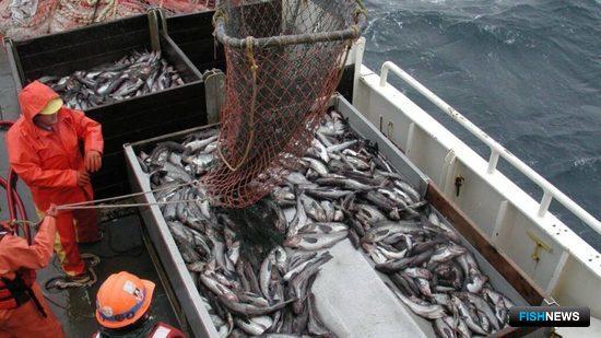 Минтаевая путина вышла в плюс Минтаевая путина вышла в плюс