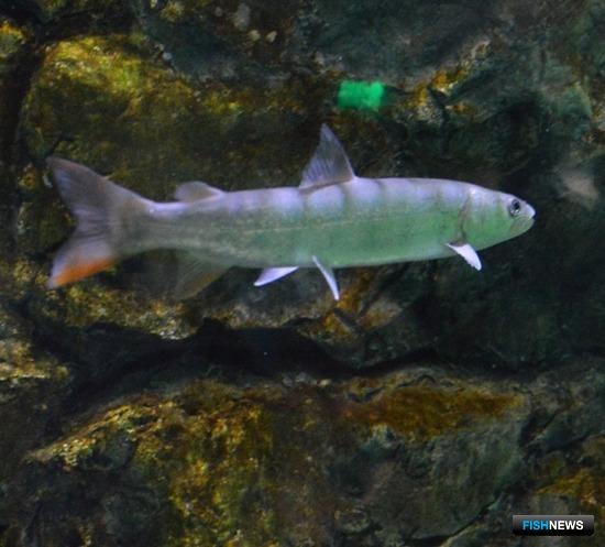 Алтайские нерестилища хариуса и тайменя защитят режимом ООПТ Алтайские нерестилища хариуса и тайменя защитят режимом ООПТ