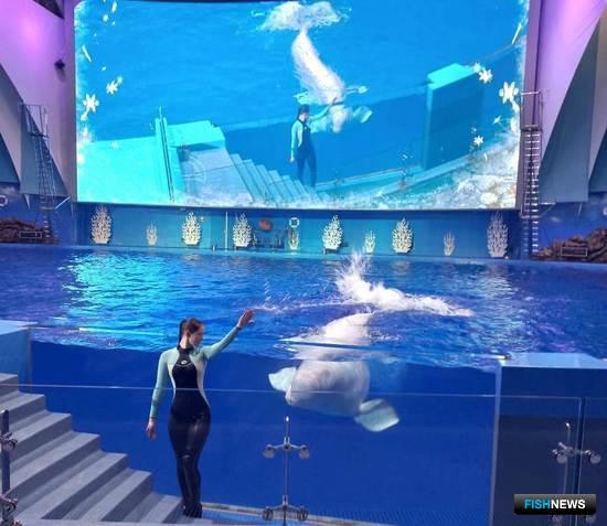 Генпрокуратура проверит законность отлова китов и дельфинов Генпрокуратура проверит законность отлова китов и дельфинов