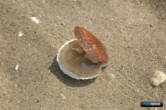 Власти Приморского края оценили перспективы марикультуры Власти Приморского края оценили перспективы марикультуры