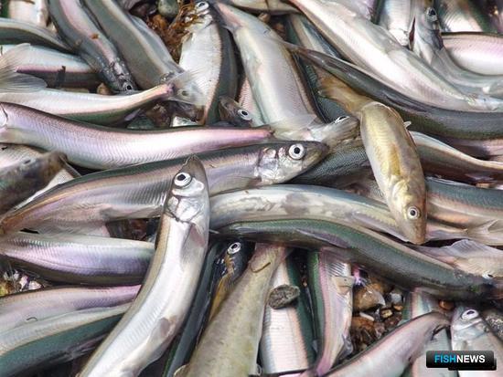 Мойва Баренцева моря вновь появится на прилавках Мойва Баренцева моря вновь появится на прилавках