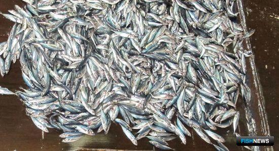 Российским рыбакам подняли квоту по ставриде в ЮТО