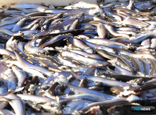 Карелия готовится к мойвенной путине