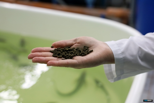 Инновационный корм для рыбы разрабатывают в АГТУ