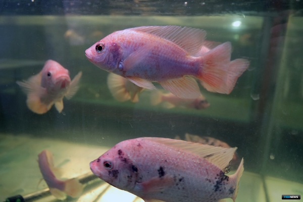 Инновационный корм для рыбы разрабатывают в АГТУ