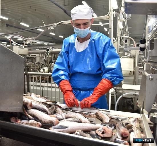 Промысел минтая успешно развивается