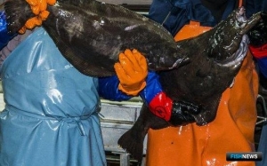 Черному палтусу пока легко дышится