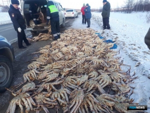 Скупщика браконьерских крабов взяли на Сахалине