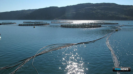 Марикультура Заполярья гонится за рекордами