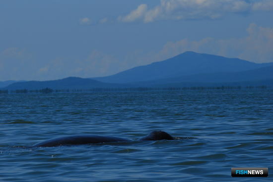 Экологи составят план защиты &laquo;коренных&raquo; китов Охотоморья