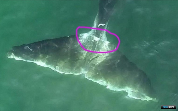 Экологи составят план защиты &laquo;коренных&raquo; китов Охотоморья