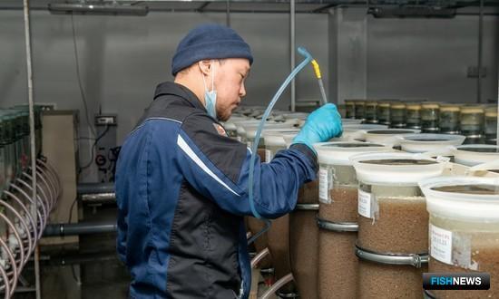 На Ямале растет маточное стадо муксуна На Ямале растет маточное стадо муксуна