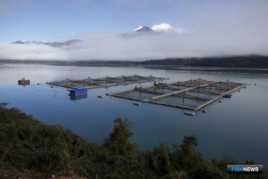 Чилийский лосось подорожал на мировом рынке Чилийский лосось подорожал на мировом рынке