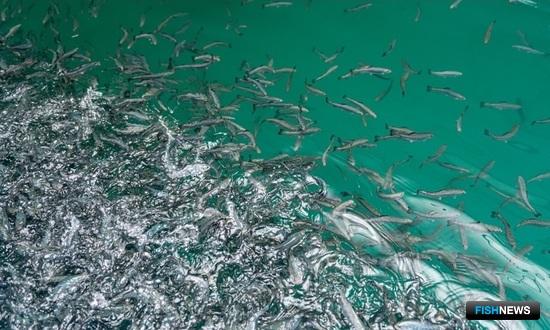 Ямальским рекам готовят новое пополнение муксуна