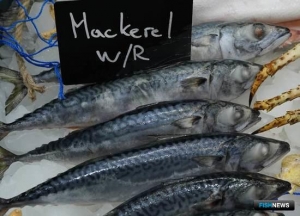 &laquo;Агроэкспорт&raquo; проанализировал поставки скумбрии в Корею