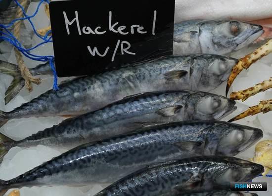 &laquo;Агроэкспорт&raquo; проанализировал поставки скумбрии в Корею