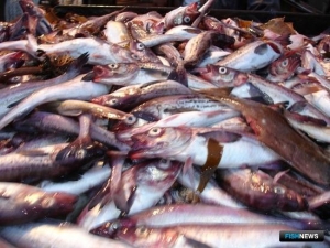 Минтайщики встретили весну в плюсе по уловам