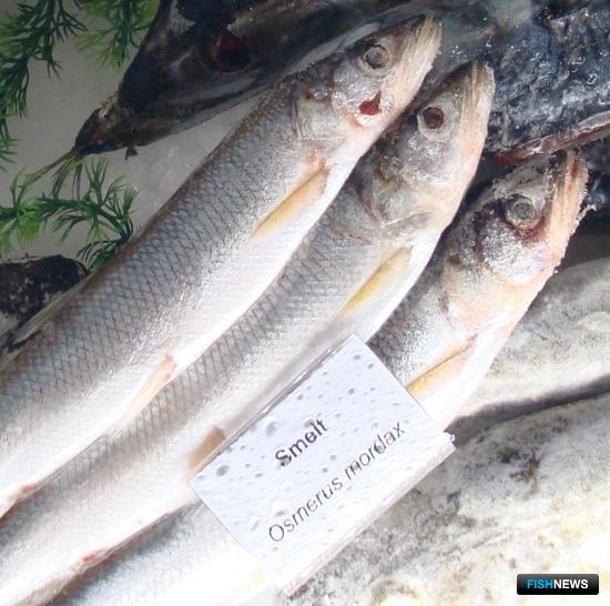 Камчатских рыбаков приглашают за корюшкой и гольцом Камчатских рыбаков приглашают за корюшкой и гольцом