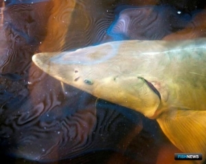 Маточные стада будут регистрировать по новым правилам