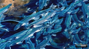 Рыбаки освоили треть квоты по мойве