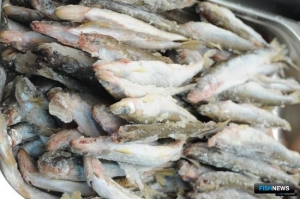 Сахалину и Курилам определили условия корюшковой путины