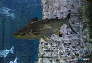 Рыбный экспорт Вьетнама бьет денежные рекорды