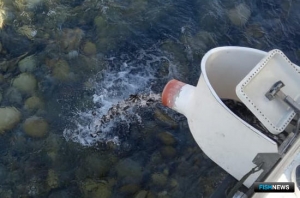 Рыбоводы Кавказа выполнили лососевое госзадание