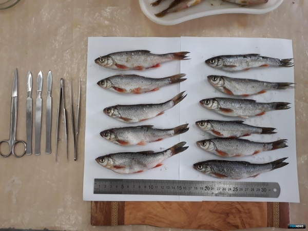 Специалисты России и Индии проверяют рыбу на микропластик