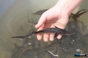 Осетровым популяциям Каспия готовят пополнение