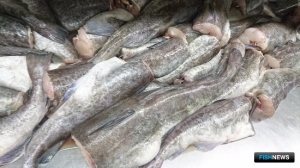 Рыбаки удерживают прибавку по минтаю