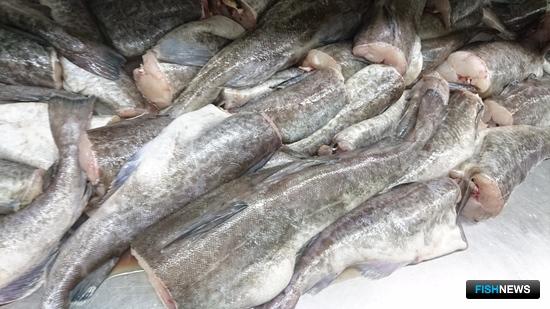 Рыбаки удерживают прибавку по минтаю