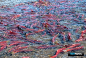 Мониторинг лососевых запасов станет технологичнее