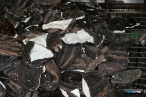 Новая порция долей квот отправляется на торги