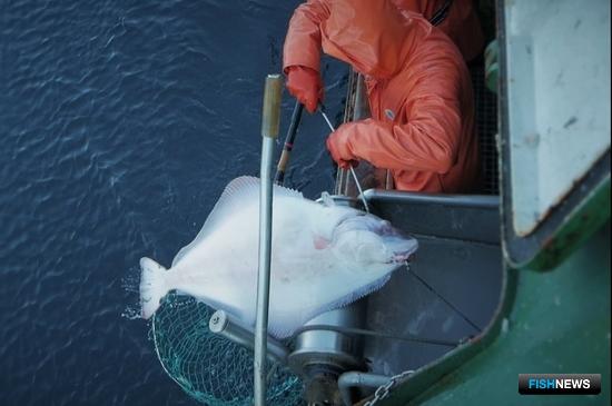 По палтусам пока нет ясности