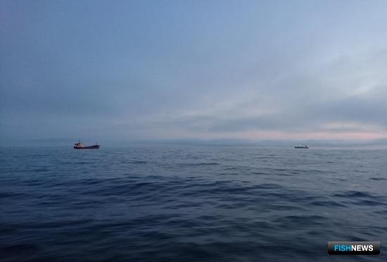 Разрешениям в рыбной отрасли могут установить особый порядок Разрешениям в рыбной отрасли могут установить особый порядок