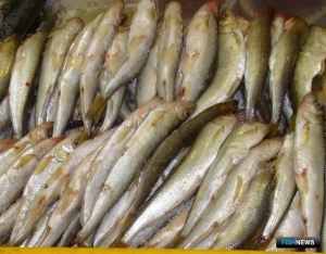 Промысловики Камчатки выйдут на зубатку с апреля