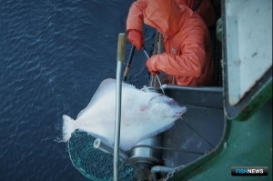 По палтусам пока нет ясности