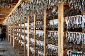 Амурские рыбаки переключились на корюшку