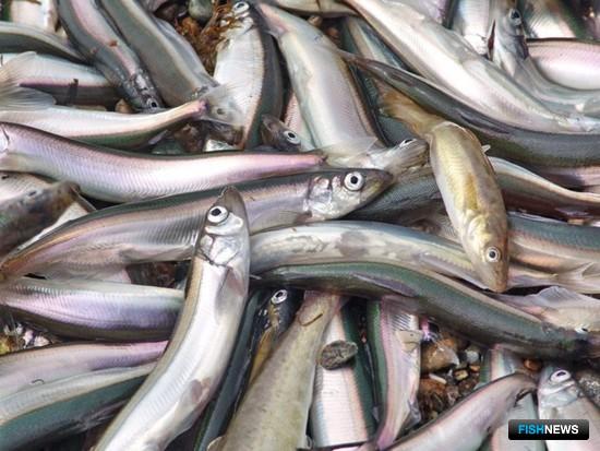 Россия уверенно выбирает квоту мойвы Россия уверенно выбирает квоту мойвы