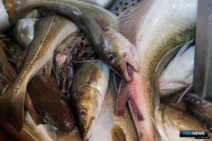 Карельские рыбаки продолжают инвестиции в обновление флота