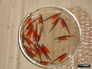 Малькам лосося и форели продлили беспошлинный въезд