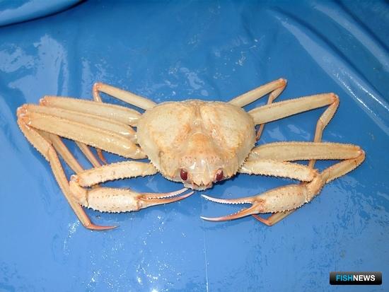 Минсельхоз определил механизм для предотвращения перелова «неодуемых» Минсельхоз определил механизм для предотвращения перелова «неодуемых»