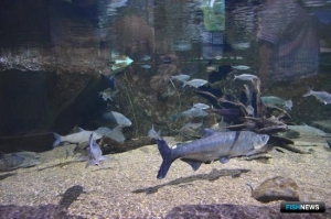 Наука представила прогноз по вылову в Приморье