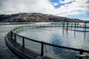 Рыбоводов обеспечат икрой беспошлинно