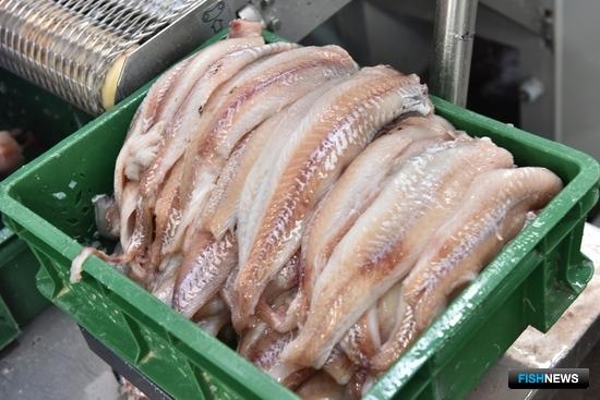 Во Владивостоке откроют курс переподготовки наладчиков филетировочных машин