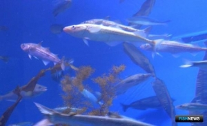 Специалисты знакомят с прогнозами на промысел