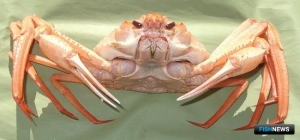 Рыбаки выбрали лимиты по ангулятусу и плотве