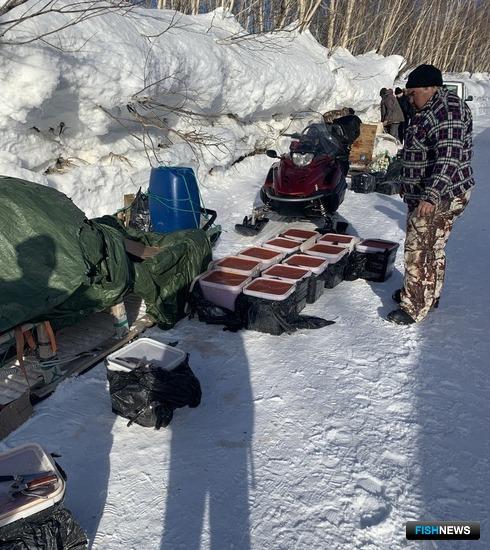 &laquo;Икорный&raquo; рейд на дорогах Камчатки принес богатую добычу